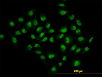 HDAC1 Antibody