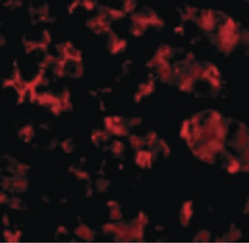 TRIM5 Antibody