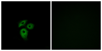 ACKR1/DARC Antibody
