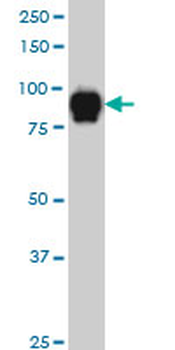 SP1 Antibody