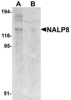 NLRP8 Antibody