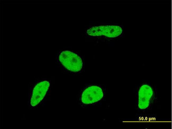 Geminin Antibody