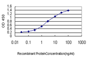 Geminin Antibody