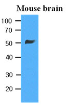 TUBB/Beta Tubulin Antibody