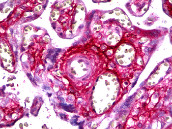 FBN2/Fibrillin 2 Antibody