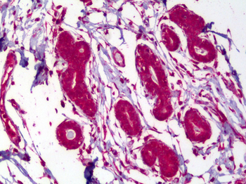 MAPK8/JNK1 Antibody
