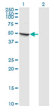 MAPK8/JNK1 Antibody