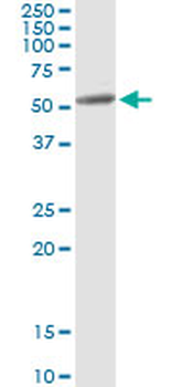 MAPK8/JNK1 Antibody