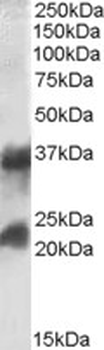 CLTA + CLTB Antibody