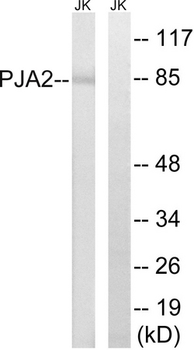 PJA2 Antibody