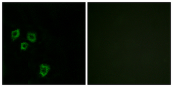MUC16/CA125 Antibody