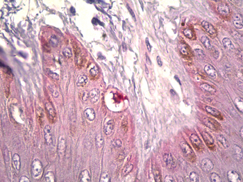 DCT/Dopachrome Tautomerase Antibody