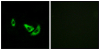 DCT/Dopachrome Tautomerase Antibody