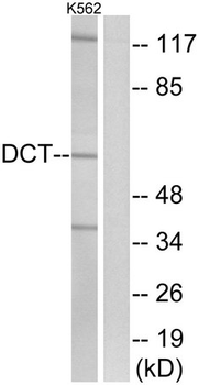 DCT/Dopachrome Tautomerase Antibody