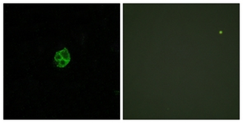 GPR151 Antibody
