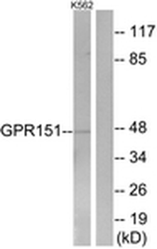 GPR151 Antibody