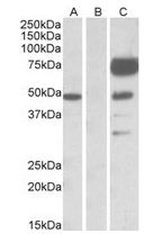 ANGPT1/Angiopoietin-1 Antibody