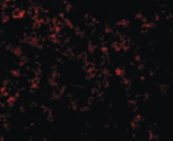 TLR9 Antibody