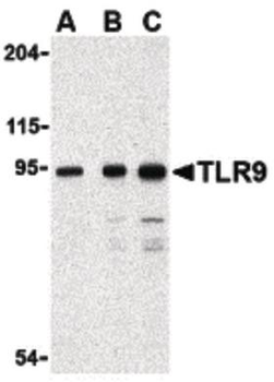 TLR9 Antibody