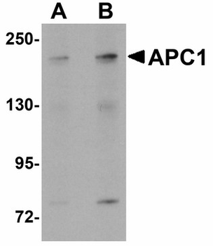 ANAPC1/APC1 Antibody