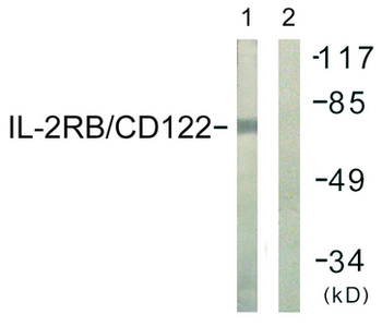 IL2RB/CD122 Antibody