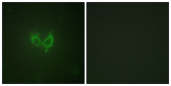 MARK2 Antibody