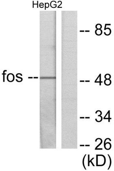 FOS/c-FOS Antibody
