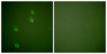 CUL2/Cullin 2 Antibody