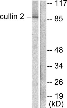 CUL2/Cullin 2 Antibody