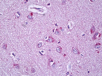 KCNJ9/Kir3.3/GIRK3 Antibody