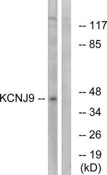 KCNJ9/Kir3.3/GIRK3 Antibody
