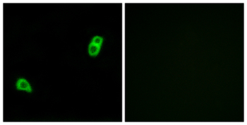 GPR34 Antibody