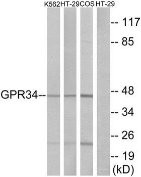 GPR34 Antibody
