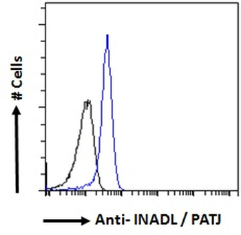 INADL/PATJ Antibody