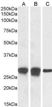 APOBEC3A Antibody