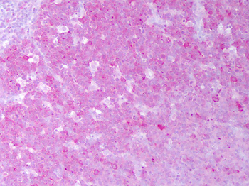 HSP90AA/HSP90 Alpha Antibody