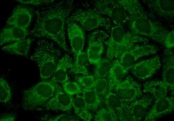 HSP90AA/HSP90 Alpha Antibody