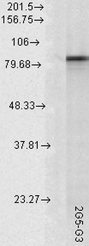 HSP90AA/HSP90 Alpha Antibody