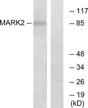 MARK2 Antibody