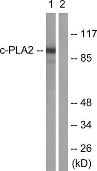 PLA2G4A Antibody