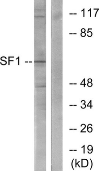 SF1 Antibody