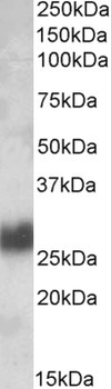 THY1/CD90 Antibody