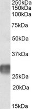 LAIR1/CD305 Antibody