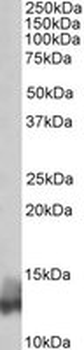 PLN/Phospholamban Antibody