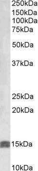 IGF1 Antibody