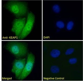 KEAP1 Antibody