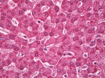 RAB4A/RAB4 Antibody