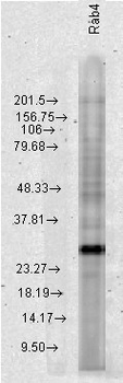 RAB4A/RAB4 Antibody