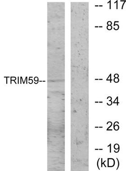 TRIM59 Antibody