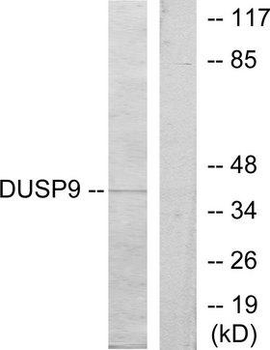 DUSP9 Antibody